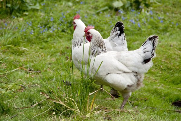 Hens in a field