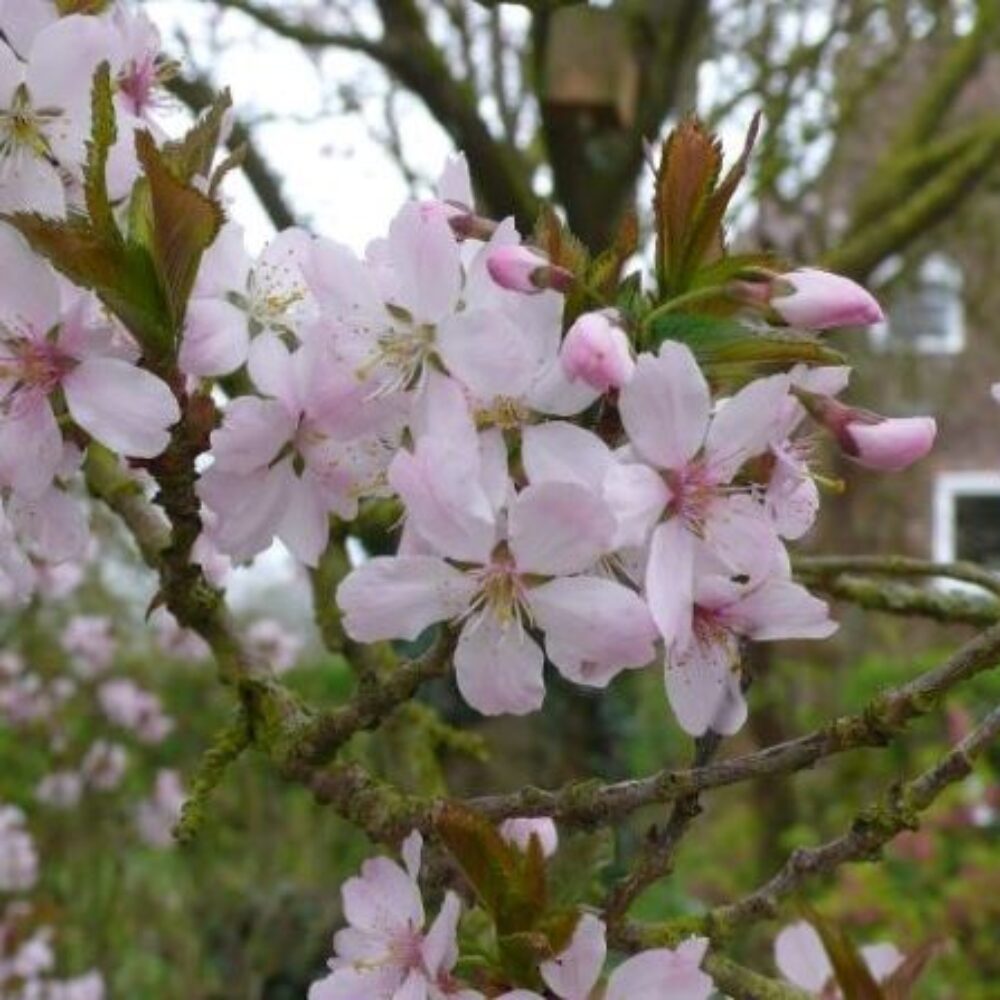 Cherry Blossom at Stillingfleet Lodge Gardens