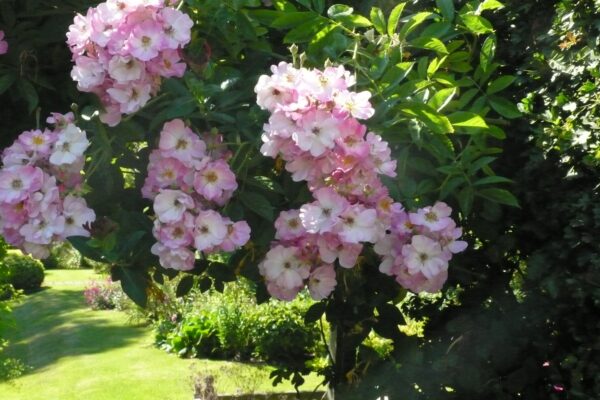 Rose Apple at Stillingfleet lodge Gardens