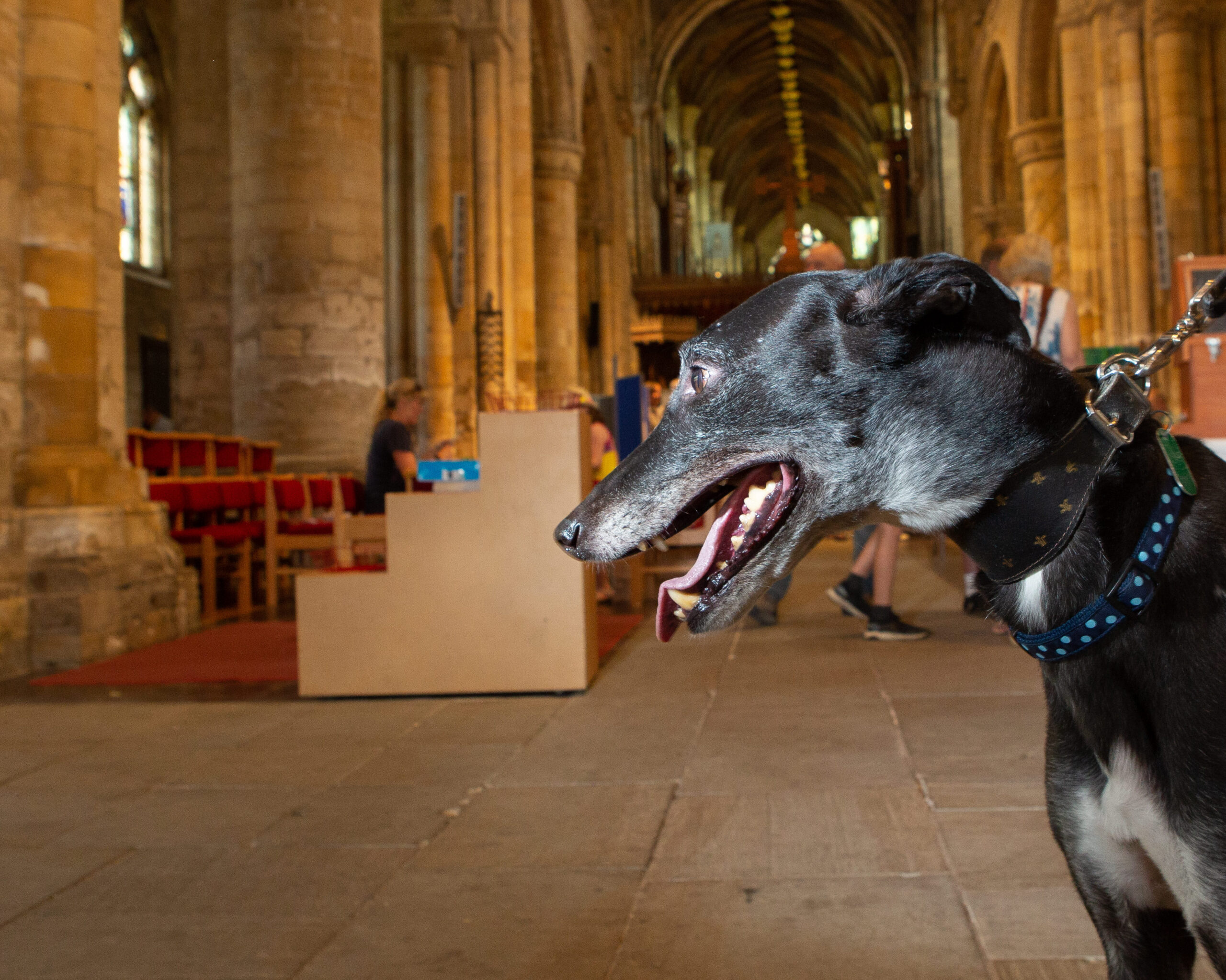 Picture of a dog in Selby Abbey
